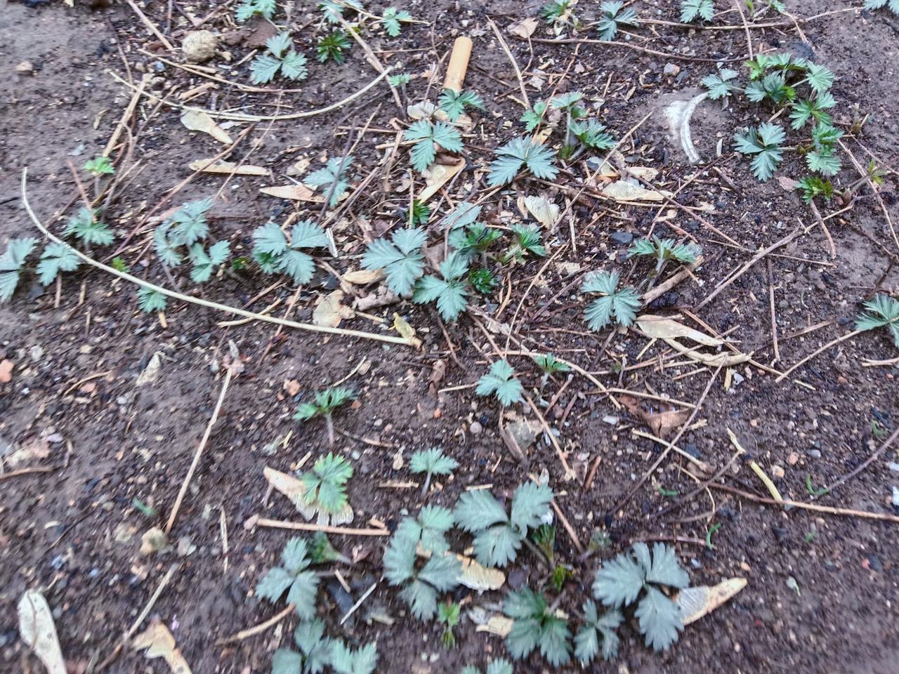 地上长满了小野草，好乱啊。但也预示着春天真的来了。