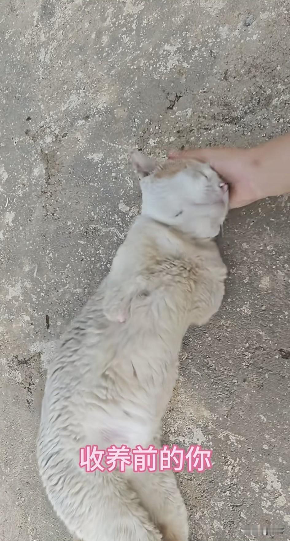 这也是不幸中的万幸了！这天一位小姐姐去散步，结果走到一条小路上的时候，她看到了无