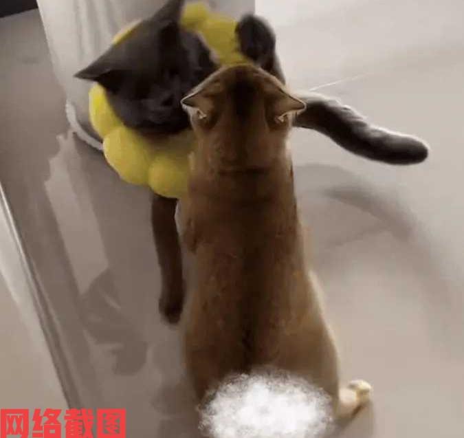 河南有女子家中的母猫正在生崽。此刻母猫正在努力为自己的孩子出生而拼命，唯独公