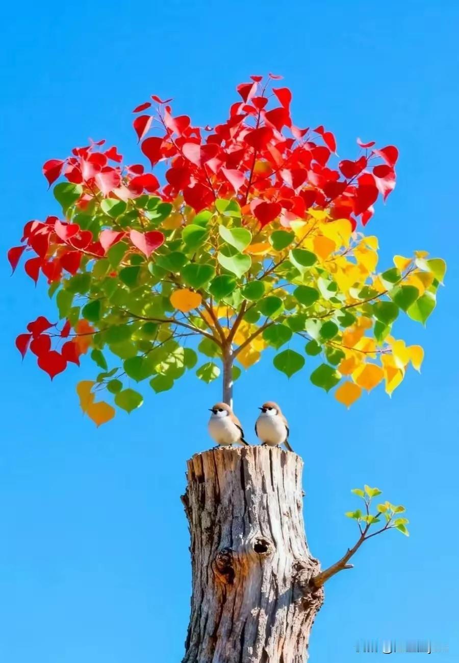 好的感情，是彼此滋养，互相成就男人能让女人死心塌地，是他有担当、有格局。