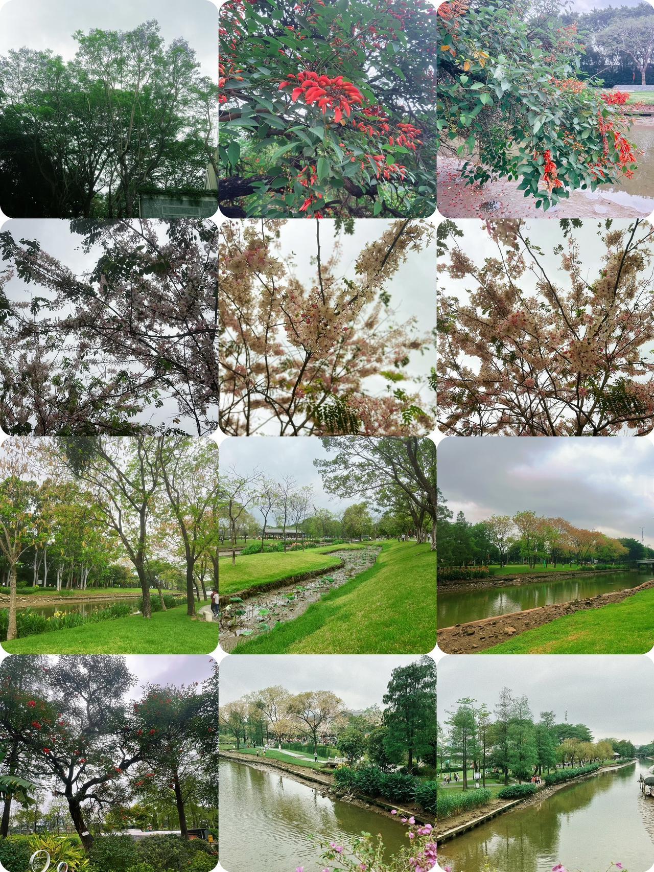 广州大沙河湿地公园｜春日赏花攻略📍地址：广州荔湾区大沙河湿地公园🎫门票：