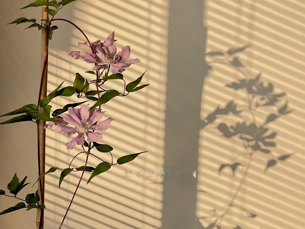 铁线莲有“藤本皇后”之称，花朵大且多，少病虫害，生长快。夏天干枯后秋季开花的铁线