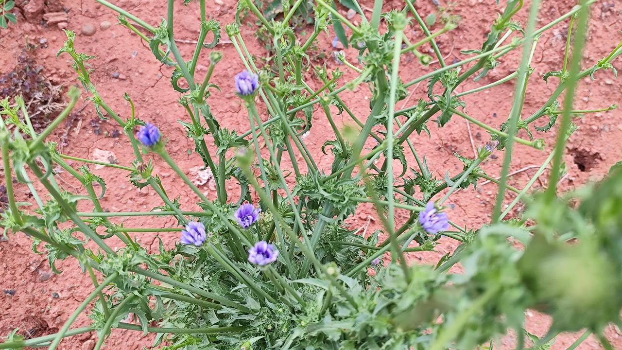 晒图笔记大赛这是某种蔬菜的花朵。菜没有吃完，接着就看开花了。这就是种菜人的快乐，