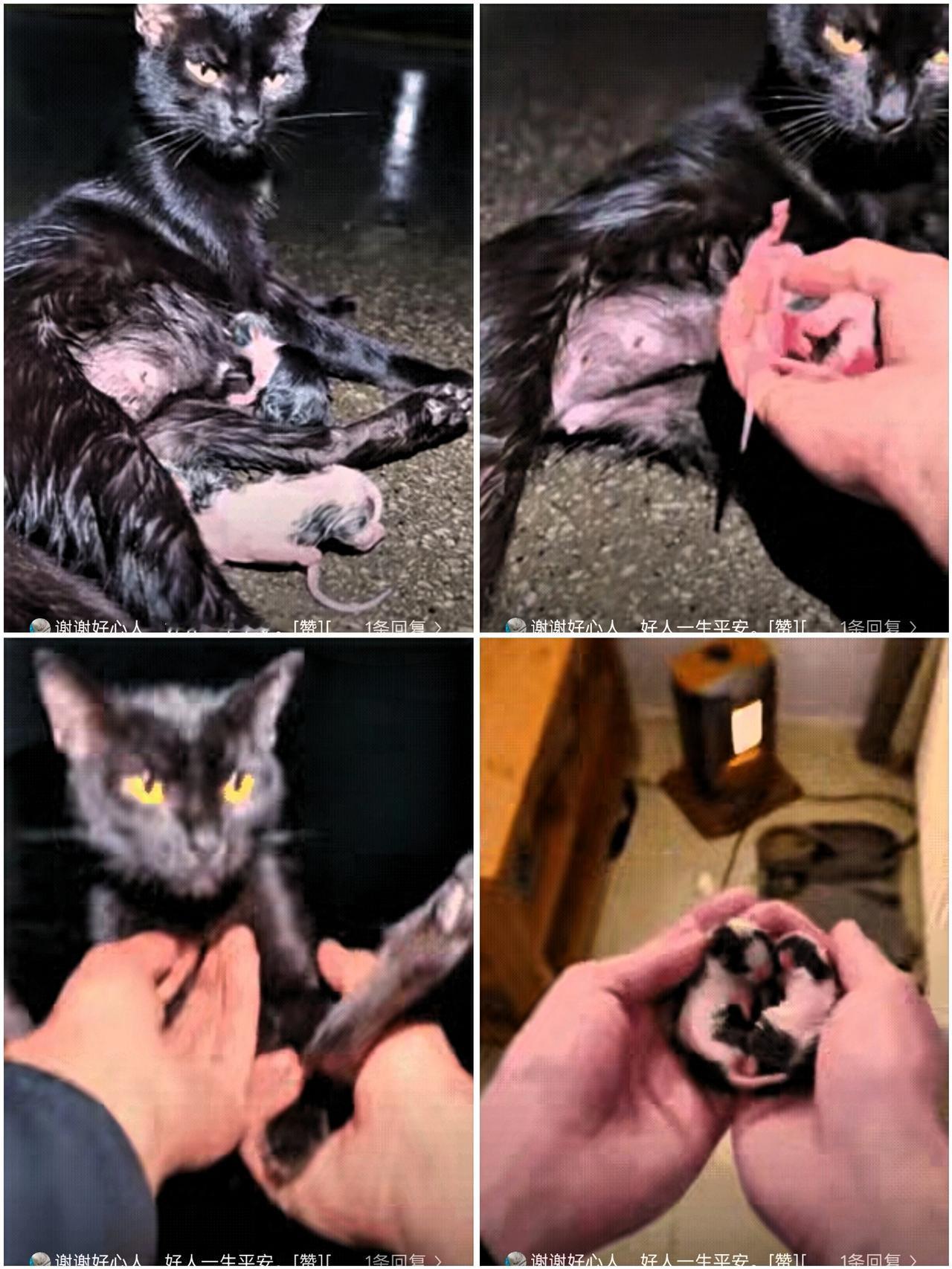 真是可怜，看的人真的是太戳心了！”雨天，一只流浪猫在路边艰难生产，猫妈妈和刚出生