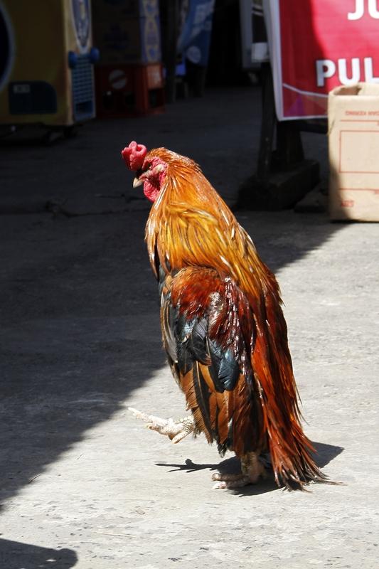 人，着实是极为奇妙的高级动物。直立行走作为人类诞生的标志之一，在动物界可谓是小概