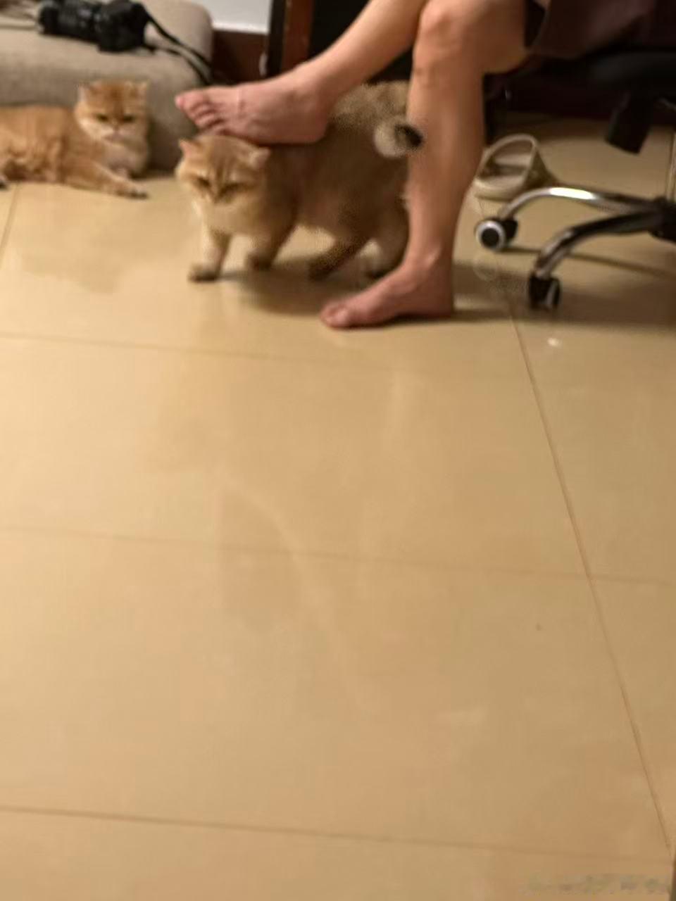 这小猫咪太主动了萌宠猫咪
