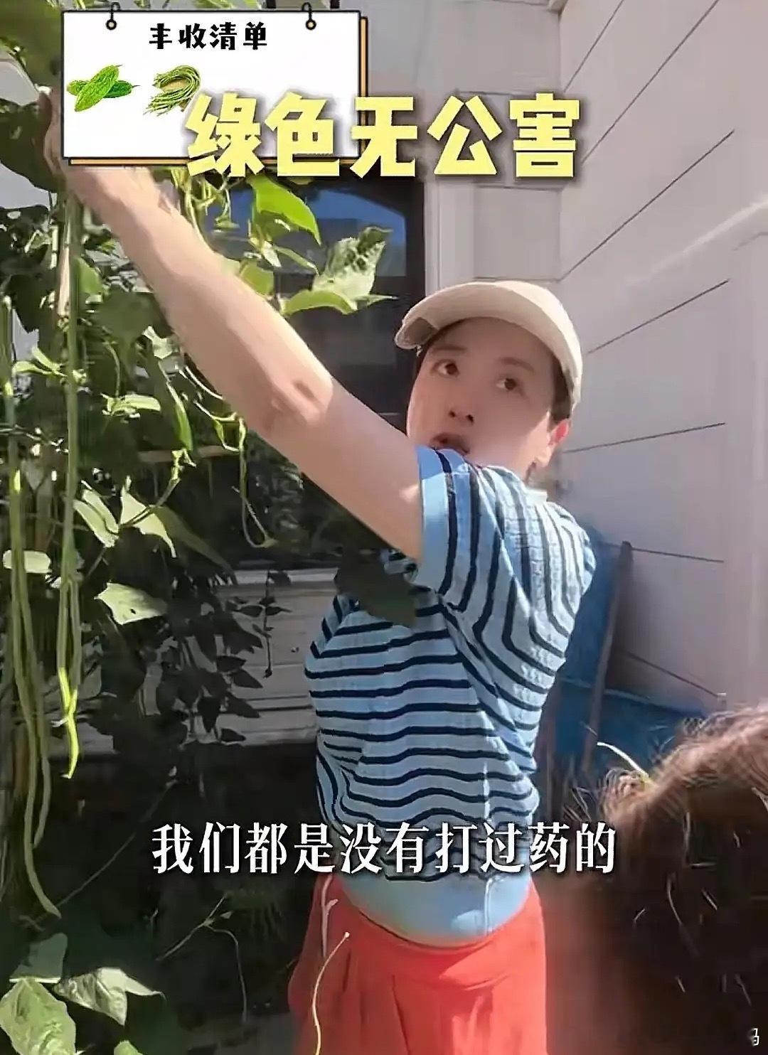 经超家里的别墅后院真大，小李琳晒菜园“丰收”了，一家三口端着小铁盆摘蔬菜，纯天然