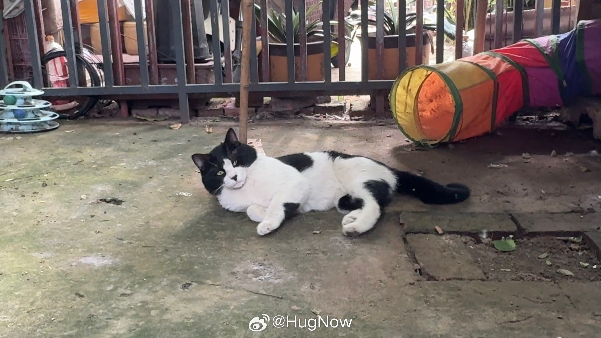 早上好呀周六愉快猫猫们开饭啦今天来了好几只猫猫还有一只黑猫🐈⬛它还就在旁边看着