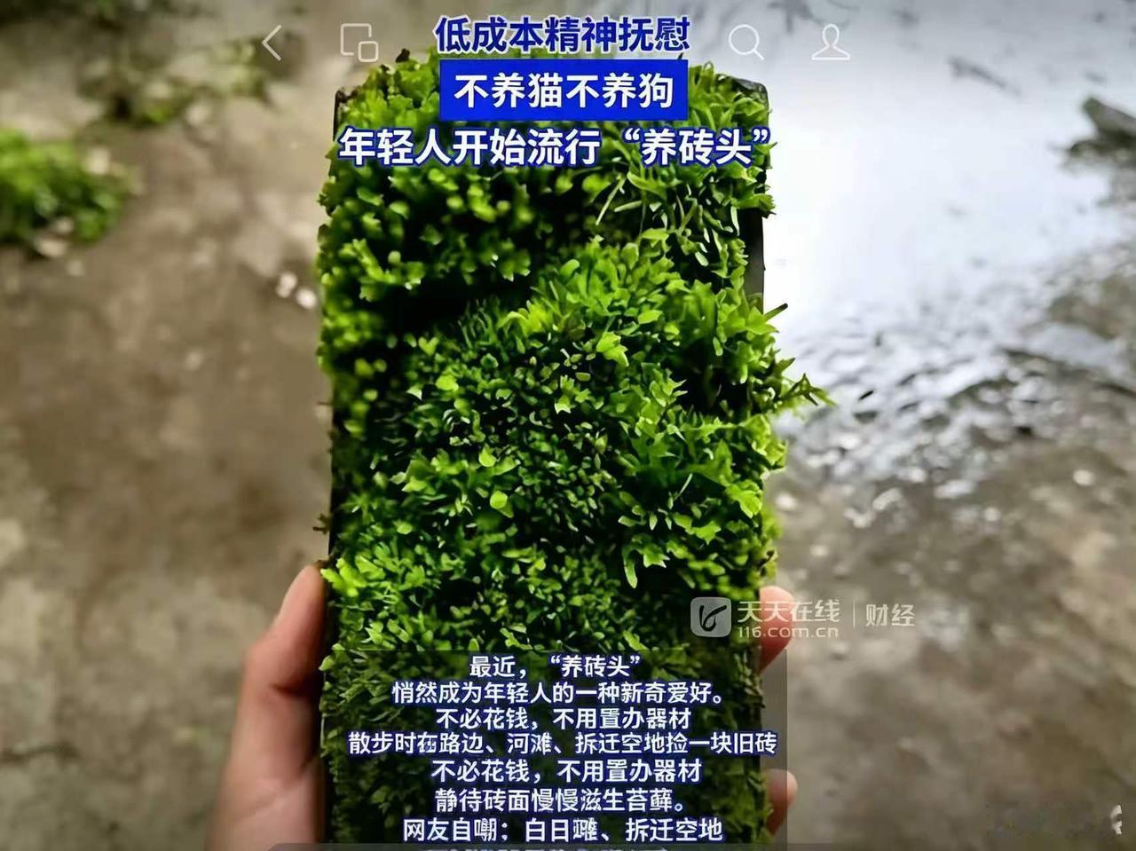 不养猫不养狗，年轻人开始流行“养砖头”。谁能想到，2026年年轻人新宠，居然是
