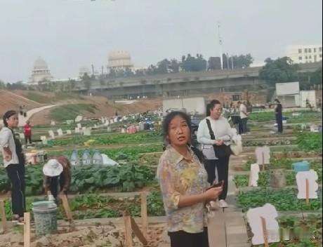 10月15日，湖北武汉佛祖领牌楼流芳共享菜园，竟然给居民分配菜地，每家每户20个