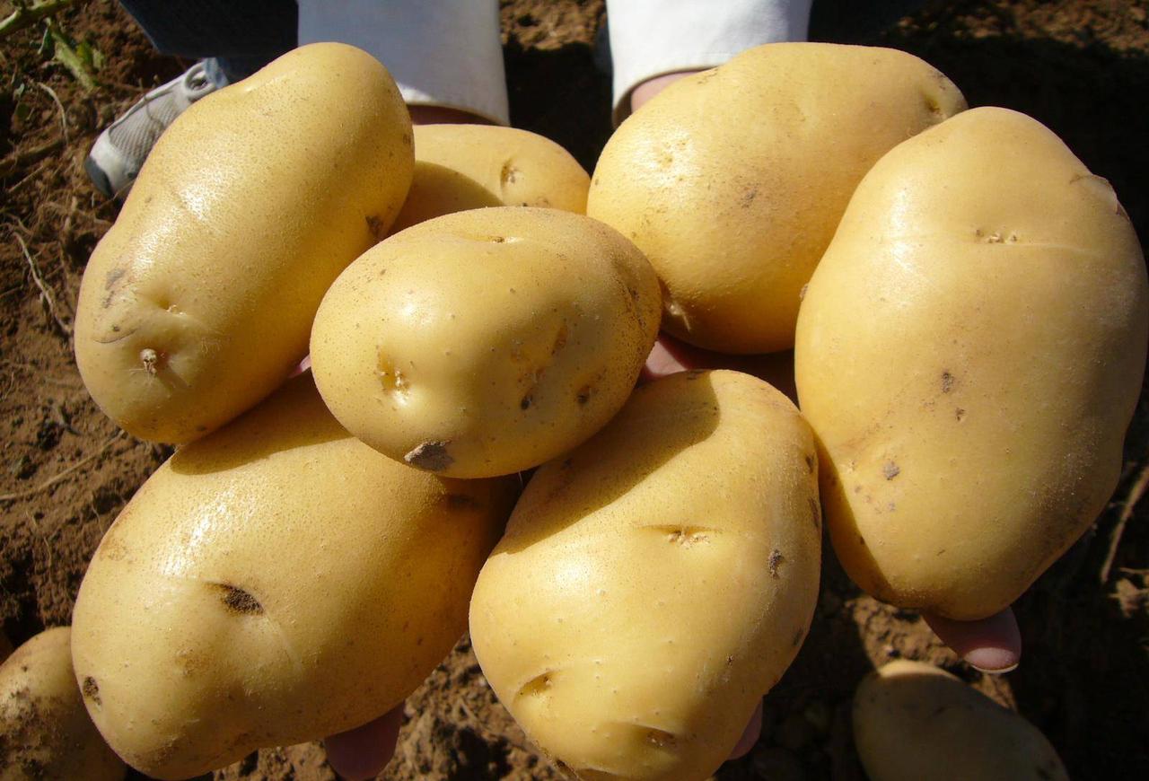 土豆是富磷蔬菜？医生建议：免疫力低下的人，可多吃这4样蔬菜土豆被不少人贴了个