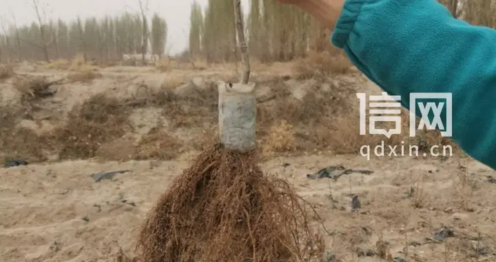 青岛‘青砧’项目获省农技推广二等奖 打造苹果产业中国芯