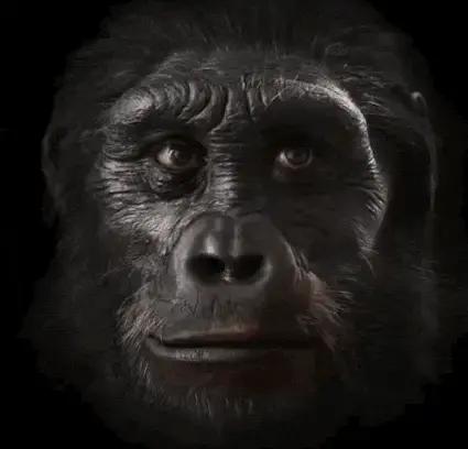 都知道生物的分类层次：界-门-纲-目-科-属-种，现介绍人科、人属、人种的演化路
