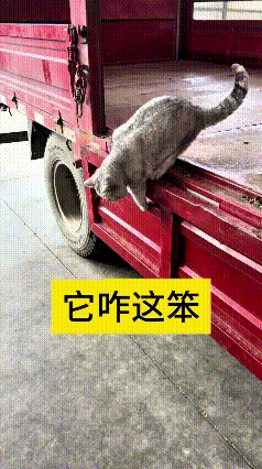 我反反复复看了好几遍这个视频，真是把我逗乐了。你瞅瞅这只小猫，货车离地面压根就不