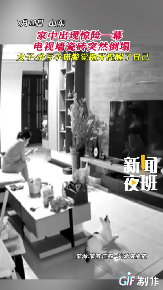 “太有灵性了！”7月12日山东，女子在家玩手机，旁边猫咪突然惊恐逃窜，她下意识抬