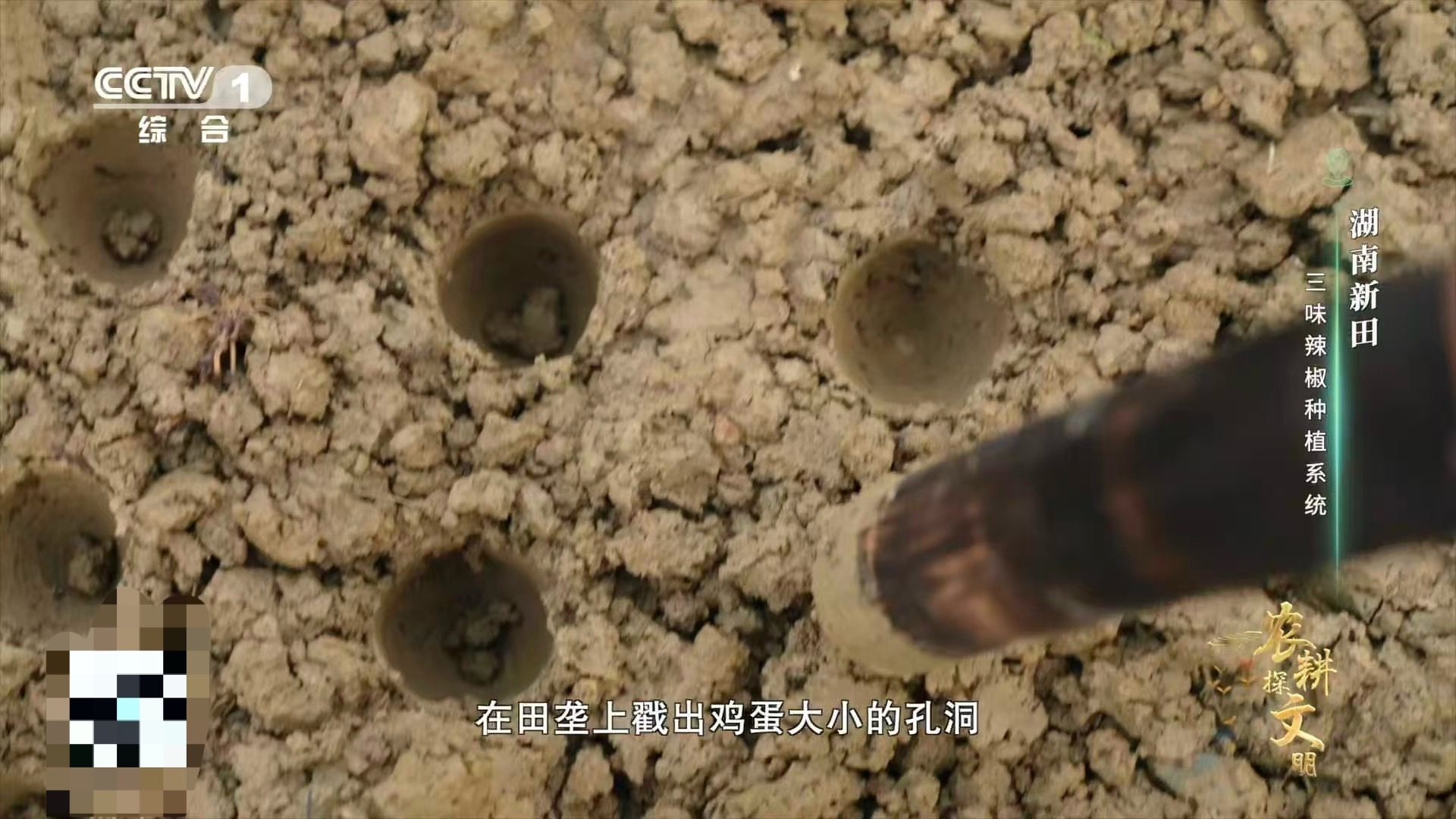 湖南新田的种植智慧太绝了！剪尾田螺秒变“天然穴盘”，保温保湿助发芽。移栽时再埋几