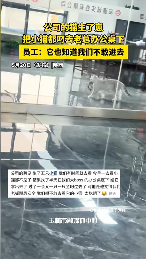 “这小猫成精了！”5月21日报道，陕西，有网友发帖，他们公司养的猫生了崽，员工们