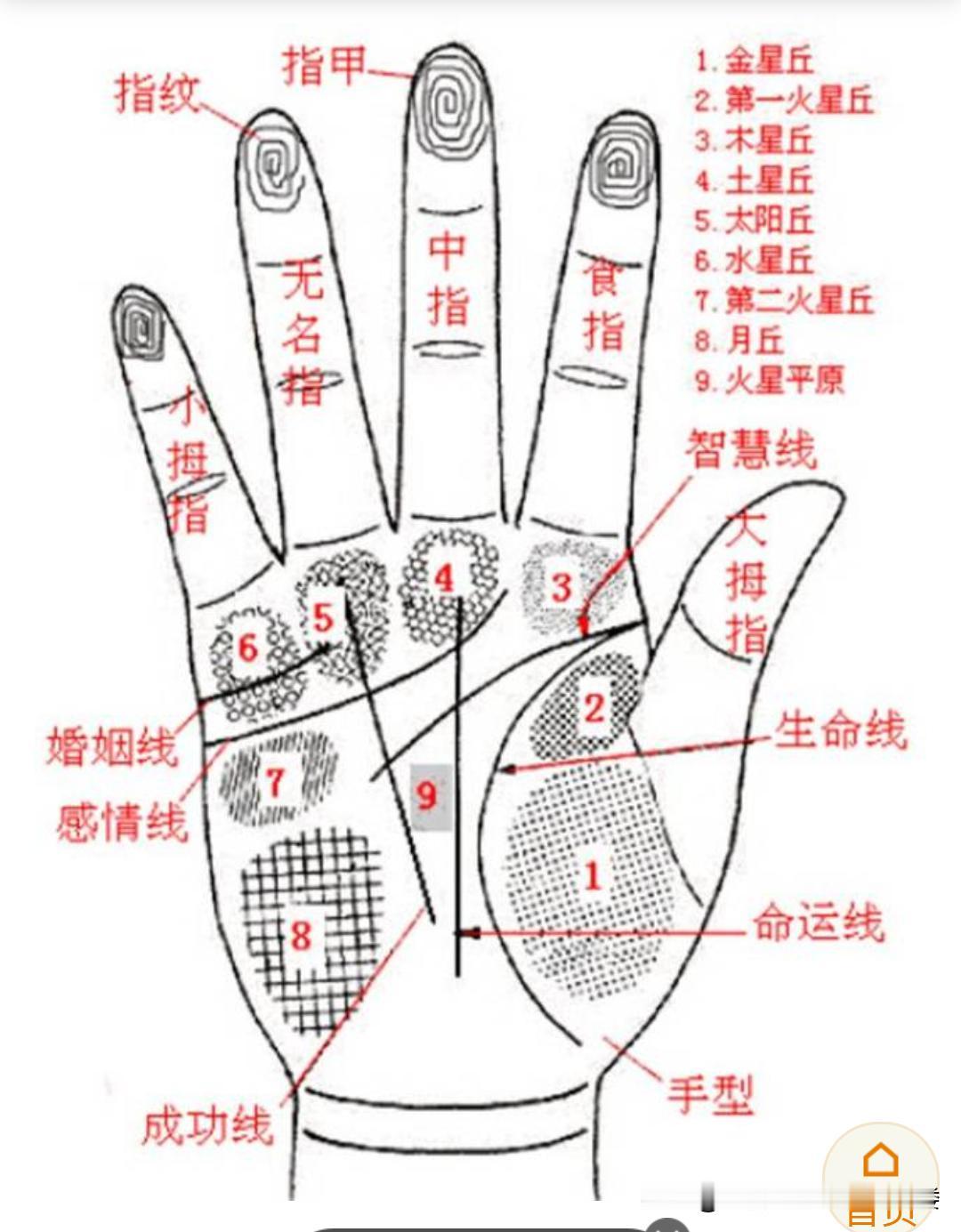 最近研究手相，发现无名指下方的竖纹，也就是六秀纹，还挺有意思。六秀纹也叫偏财线，
