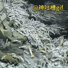 这是生活在海底五千米火山口附近、世界上最耐高温的海虾，它们以海洋浮游生物为食。听