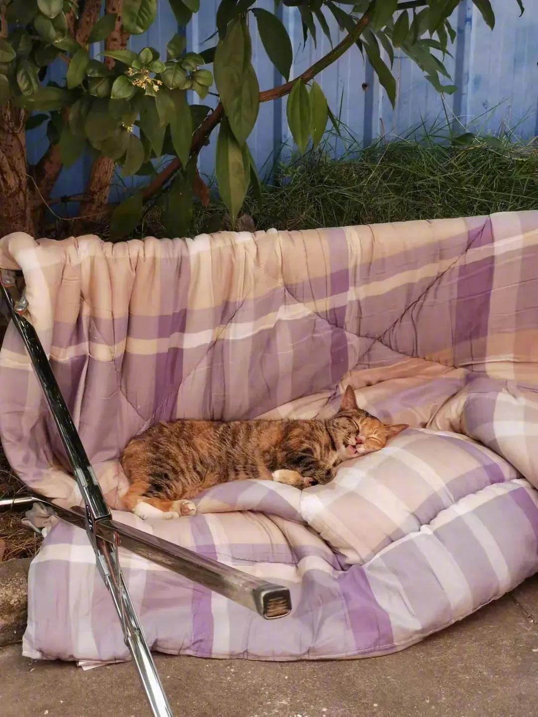 网友：要不要揍死它！