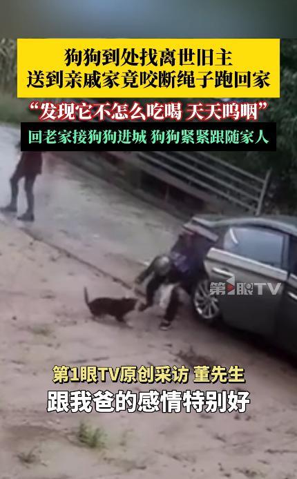 这就是命啊！8月18日，四川绵阳，一老人离世后，儿子将家中的狗送到亲戚家喂养，之