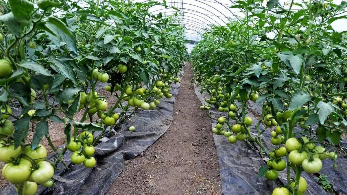 老菜农的5句种菜顺口溜: 不用花钱就能get的实用技巧