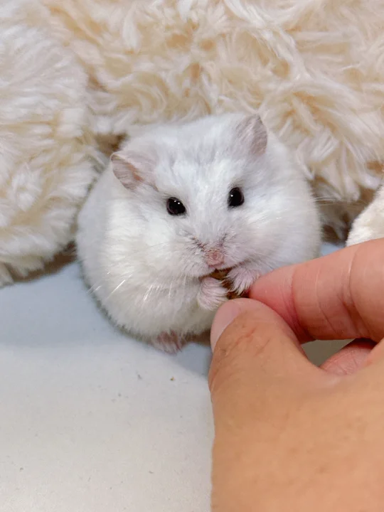 从小可爱到大的鼠鼠
