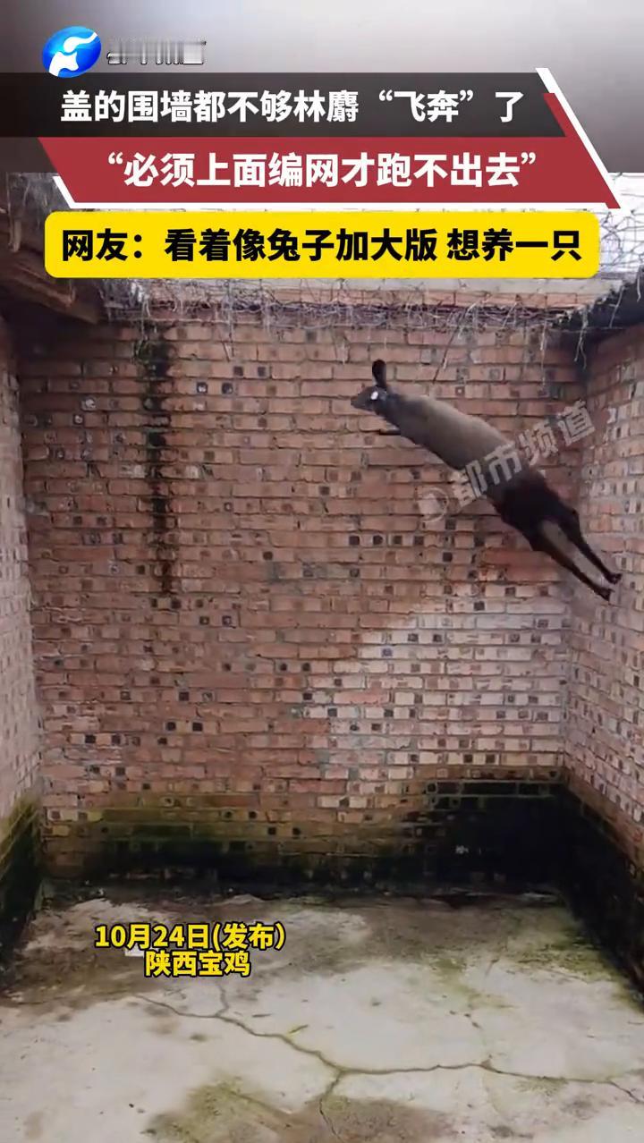 盖的围墙都不够林麝