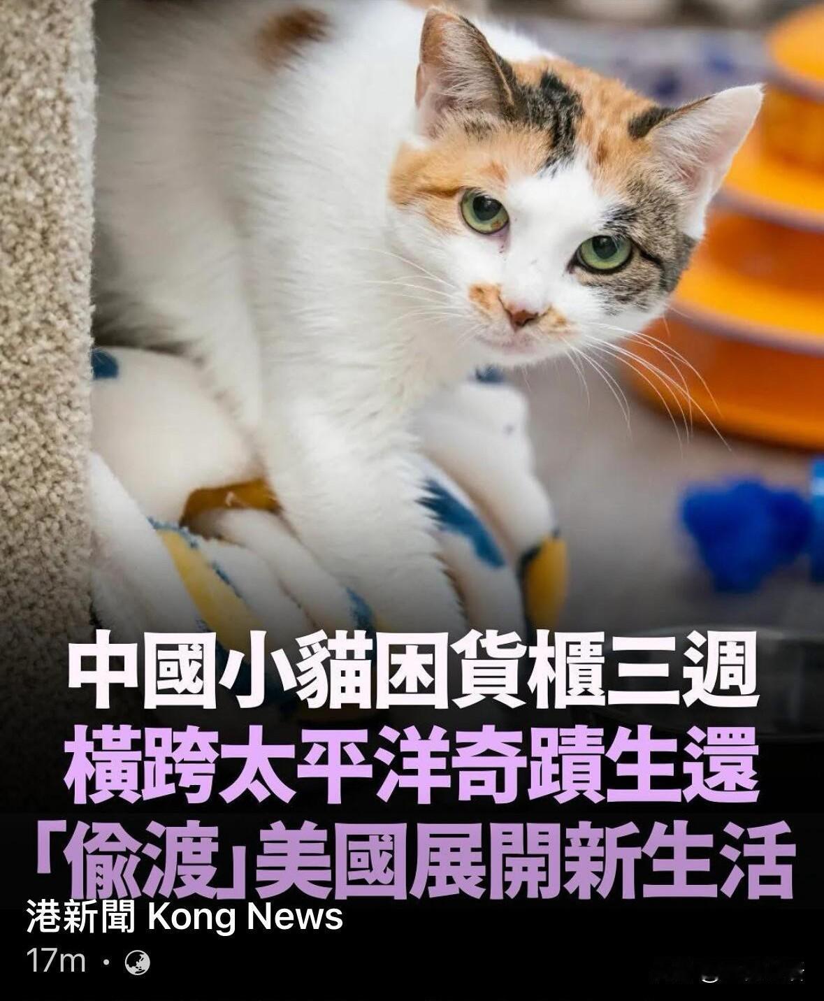 中国小猫“偷渡”美国，三星期无食物奇迹生还！谁能想到？一只中国小猫，竟藏在