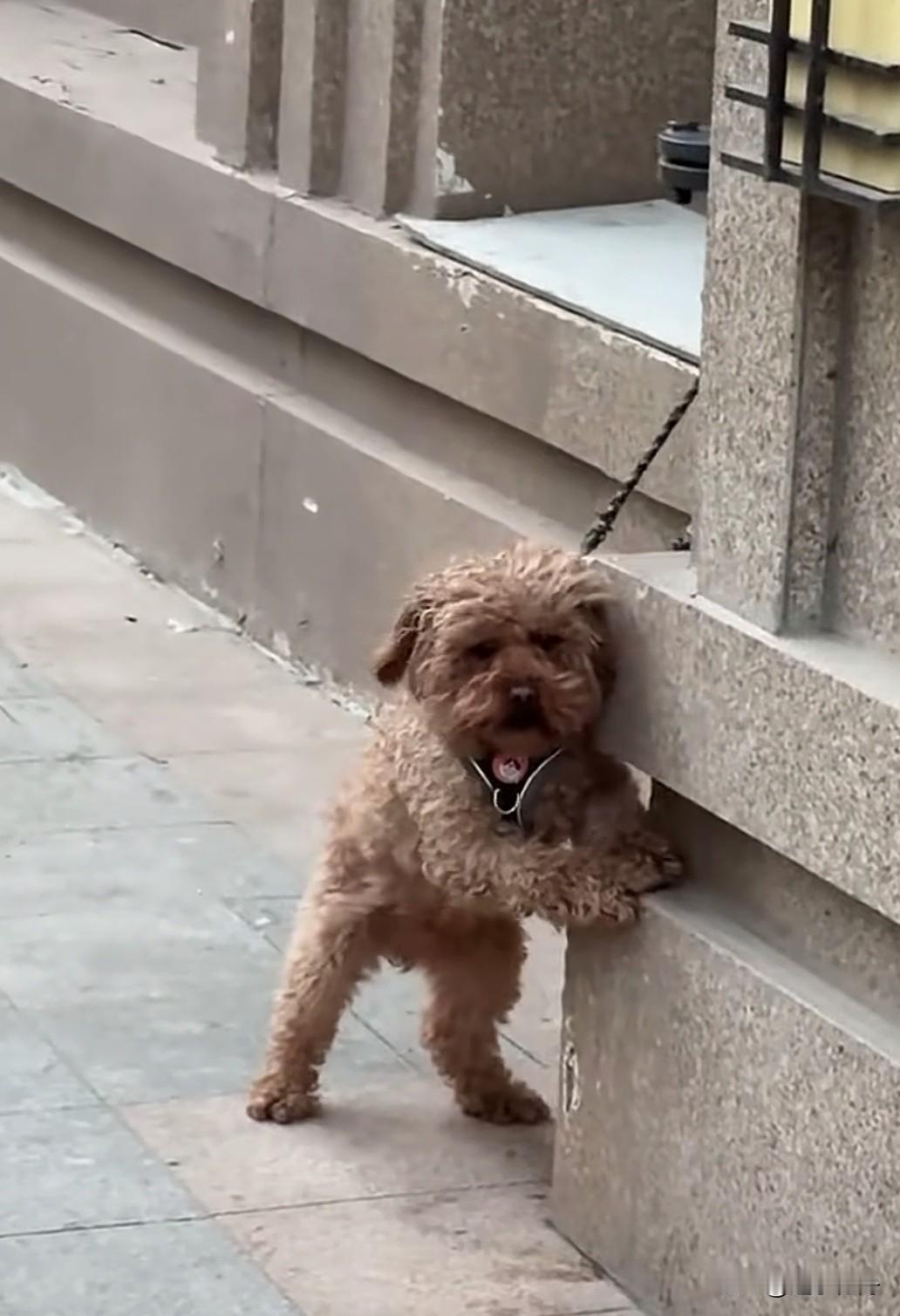 这家人为了惩罚不听话的小狗就把它用很短的铁链拴在家门口，可怜的小狗被绳子勒得紧紧