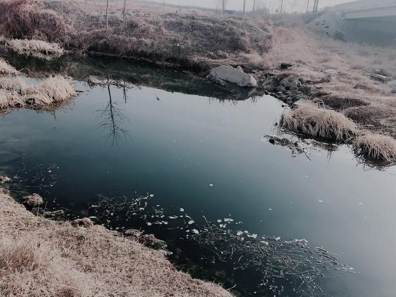 18斤大鹅被拖入河沟！主人抽干3米深老沟追凶，找到时全身是洞，真相更吓人家