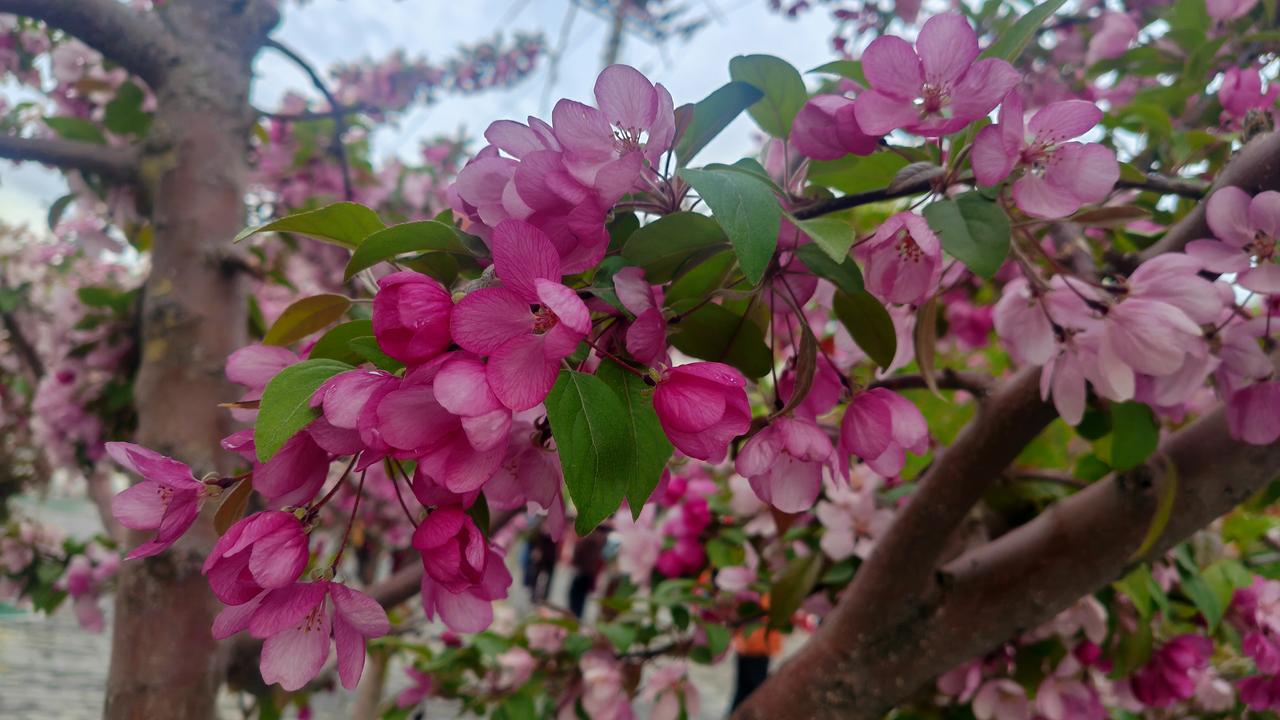 《花香醉人》有名的花多，叫不出名字的花也多。在这座外人看来
