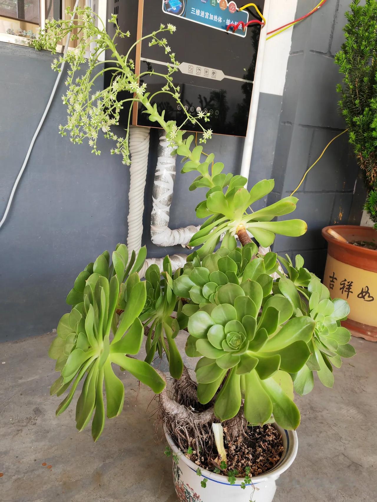 多肉界家族巨无霸竟然开花了，太稀罕了吧？这款玉龙观音我养了有5—6个年头了，是