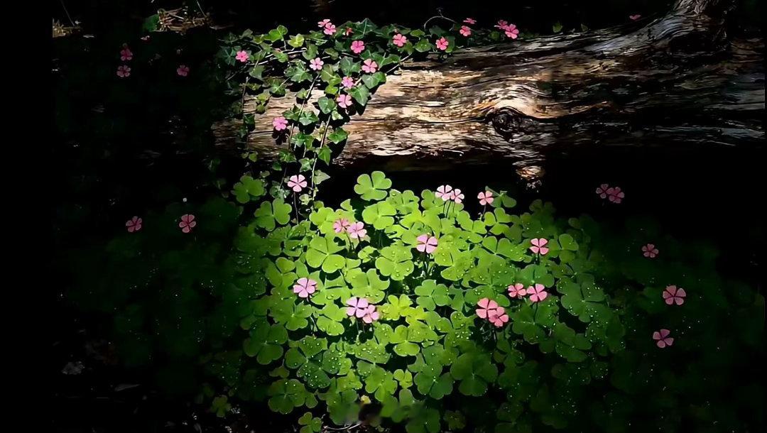 🍃𓂃⸝⸝⸝ᧁ𝕣ꫀꫀꪀᯓ🍃🌿🪴🌳审美积累｜ins风背景图｜梦幻风背
