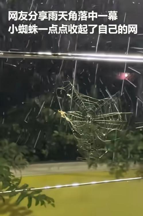 小时候总喜欢粘一个蜘蛛网，然后去捕蜻蜓！直到今天才知道，当时犯了多
