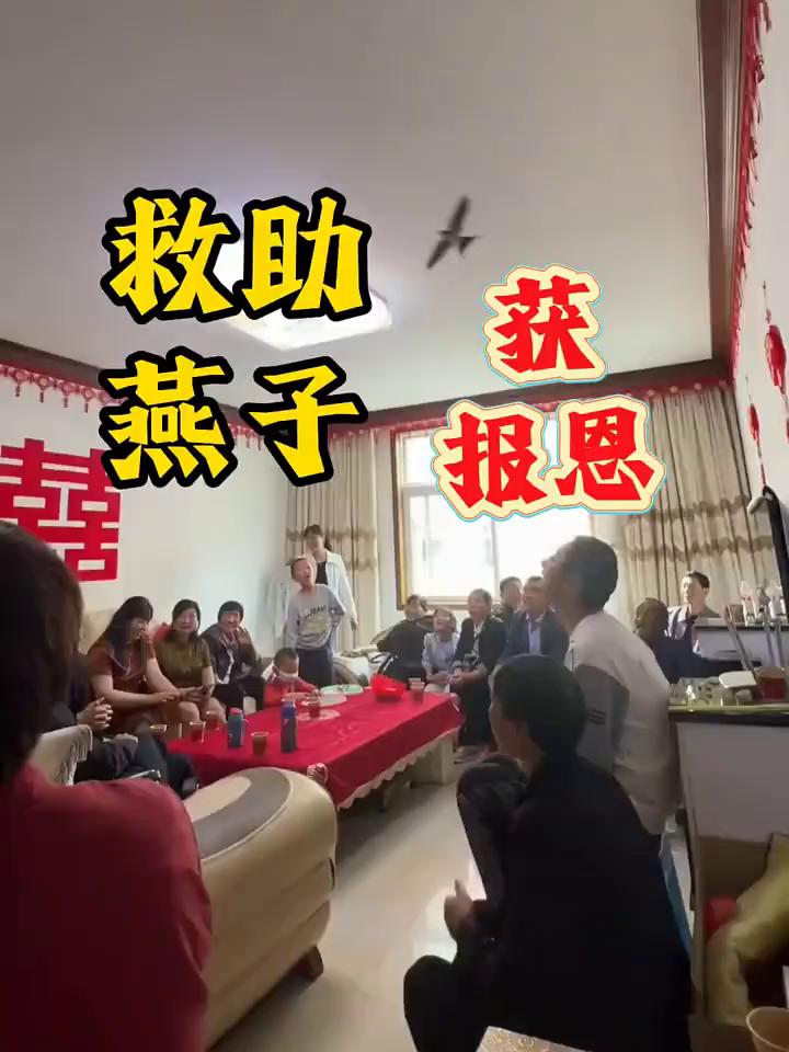 救助获燕子报恩。这是小哥用镜头记录的神奇一幕。小哥上班路上无意中发现一只燕子在