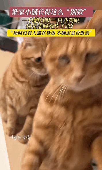 神奇的缘分！江苏，女生捡到两只“眼睛奇特”的猫咪，因为当时真的很喜欢，就决定收养