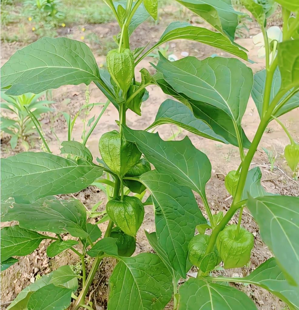 地里偶遇“灯笼小果子”，外形酷似辣椒，老一辈人都认识！农村野生植物灯笼果