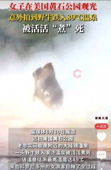 “太悲催了！”一头野牛闲逛，不慎跌入89℃温泉，拼命挣扎，却始终无法上岸。最终被