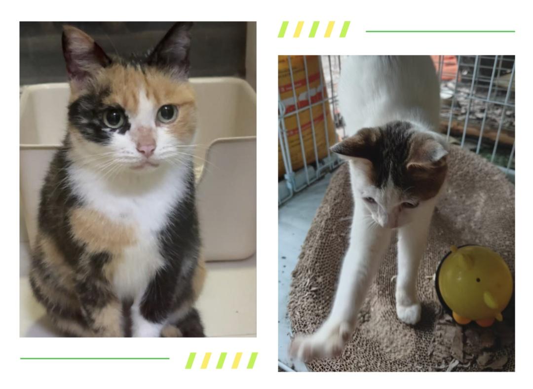 上海浦东，小伙免费领养两只猫，因家人反对私自把猫关进笼子养在小区花园，7月笼子被