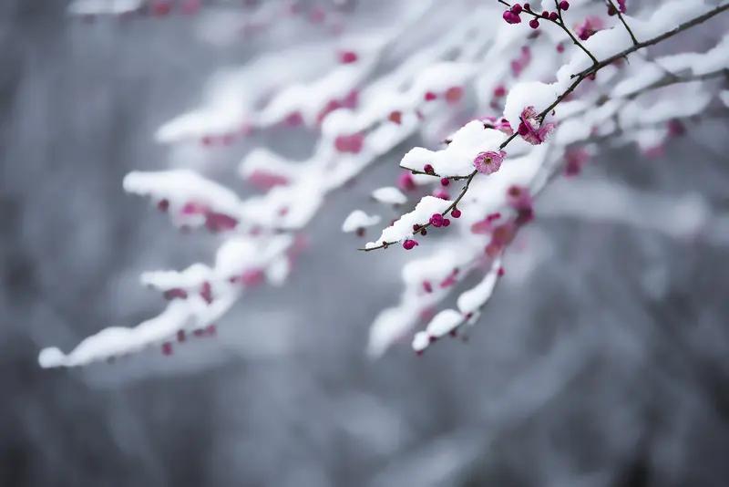 上联：夏雨倾心荷绽放，诚邀下联冬雪初吻梅暗香。