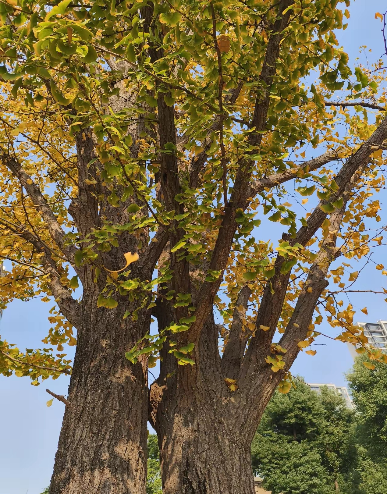 收走手机后孩子失控：家长的“硬核管教”，到底错在哪？“不上学...