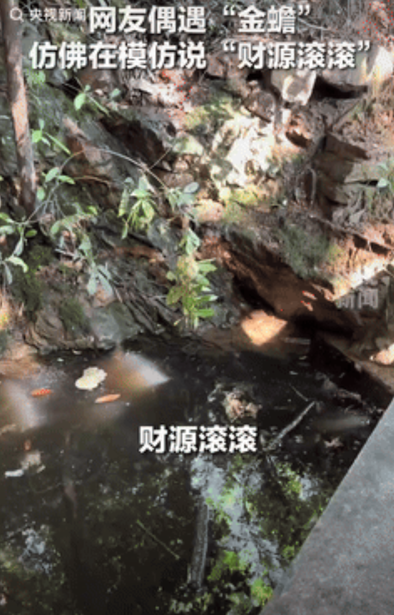 “运气太好了”！山东，一女子在景区游玩时，意外发现一只趴在石头上的“金蟾”，她随