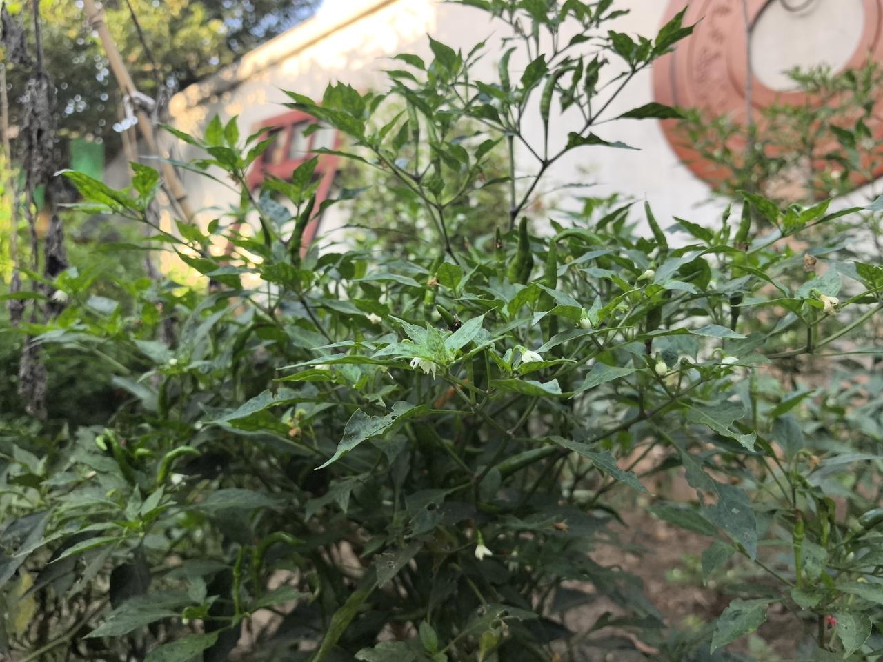 谁能谈谈这个问题！今春用50公斤干土肥装在一个大花盆里，种了几棵花草。秋季到了，
