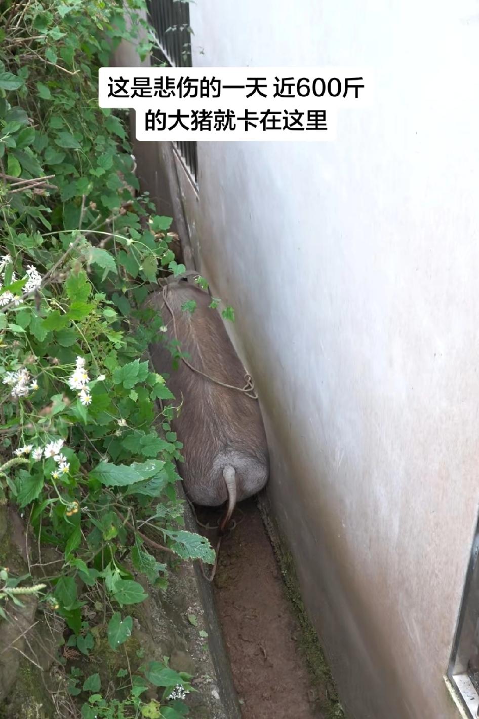 这是悲伤的一天，近600斤的大猪就卡在这里，听说猪不会转弯，难道也不会后退吗不