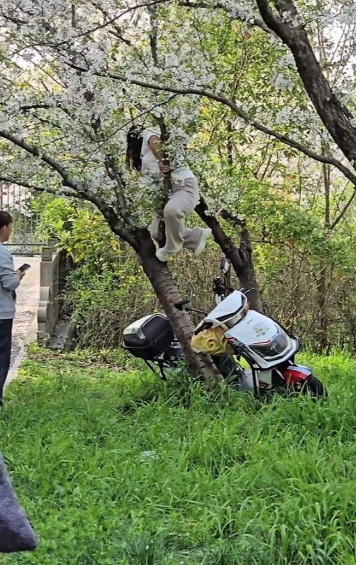 自己啥样心里没数吗？上海，两名女子骑着电动车发现路边的樱花树很好看，女子直接停下