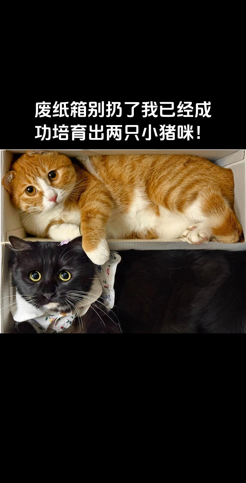 废纸箱别扔了，我已经成功培育出两只小猪咪。