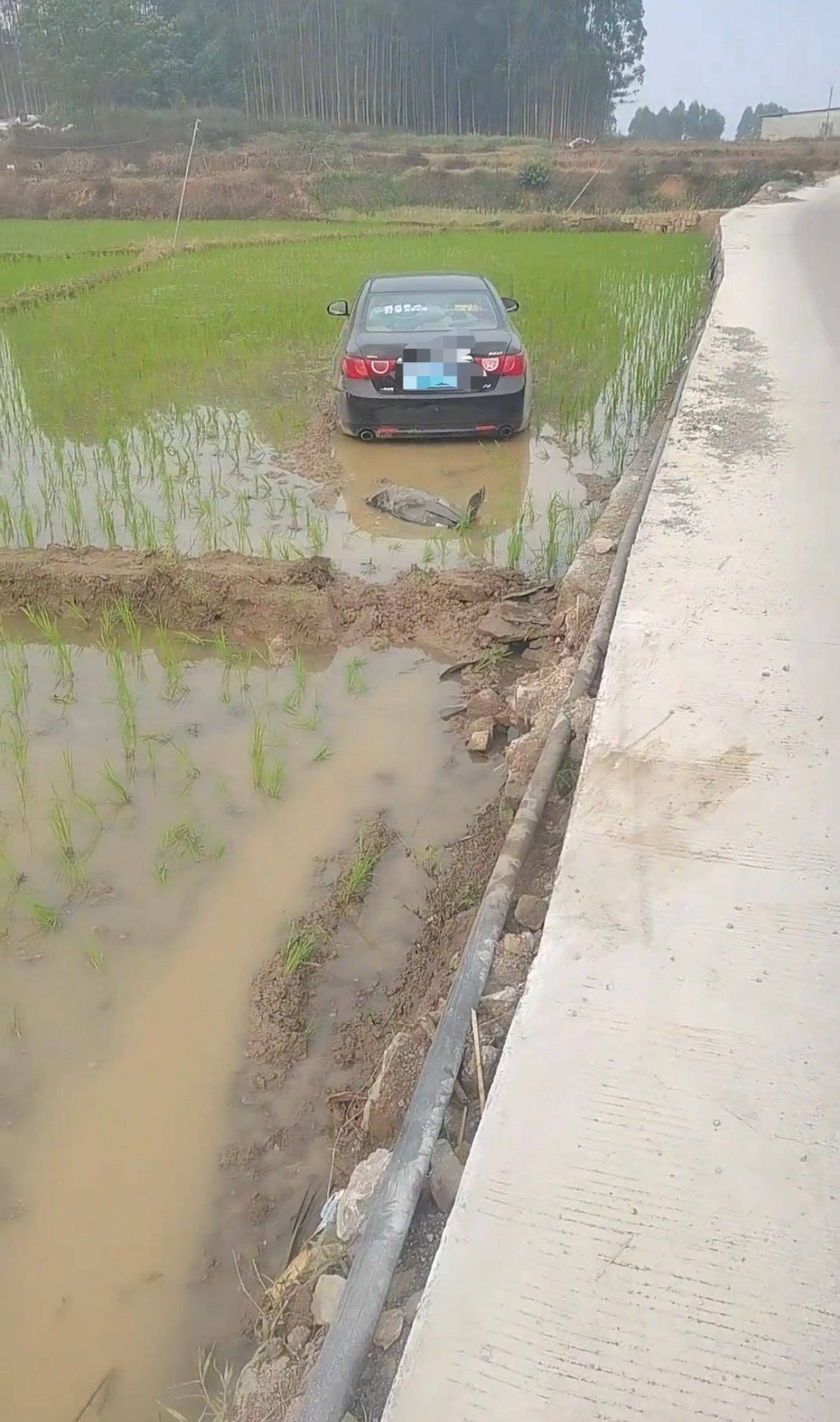 【贵港柳某村粤K小轿车冲路边稻田里】4月6日，广西贵港柳某村一辆黑色粤K小轿车冲