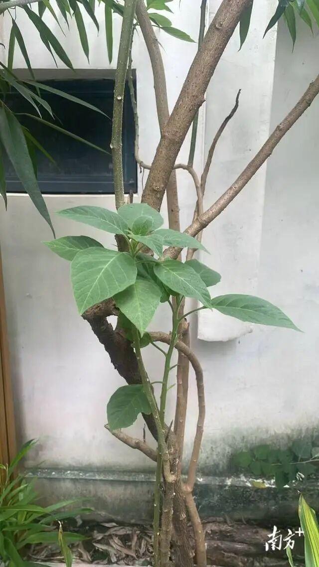 “无知是祸！”广东汕头，一名老人在小区发现了可以清热止咳的“蛇舌草”，就带回家中