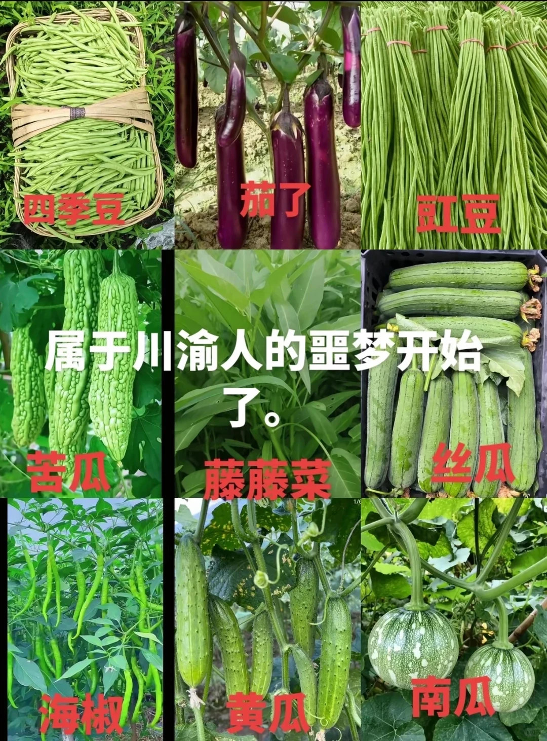 终于，属于川渝人的噩梦开始了...